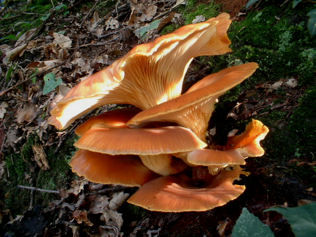 Omphalotus olearius